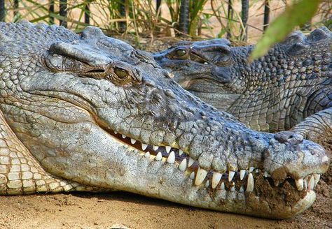 Crocodile Pictures, Crocodile Head, Nile Crocodile, Saltwater Crocodile, Australia Animals, Cute Reptiles, Dangerous Animals, Aquatic Animals, Australian Animals