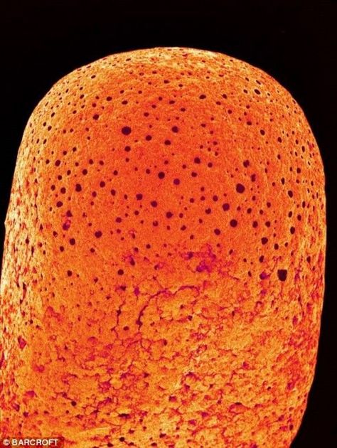 Everyday objects in close-up: items brought to life at a MILLION times magnification.  The tip of an unburnt match.  Picture: Susumu Nishinaga / SPL / Barcroft Media. Microscope Photography, Macro Pictures, Scanning Electron Micrograph, Microscopic Photography, Well Images, Tiny Stories, Microscopic Images, Electron Microscope, Extreme Close Up