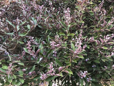 I think Vitex trifolia var purpurea #Flowering #Perth #January Vitex Trifolia Purpurea, Polygala Myrtifolia, Cotinus Coggygria Royal Purple, Petrea Volubilis Flower, Prostanthera Rotundifolia, News Art, Seasonal Garden, Garden Planning, Perth