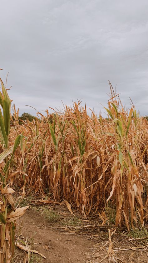 Harvesting Aesthetic, Cornfield Aesthetic, Corn Fields Aesthetic, Corn Harvest Pictures, Corn Farm Aesthetic, Sweet Corn Aesthetic, Autumn Pics, Tis Autumn, Children Of The Corn