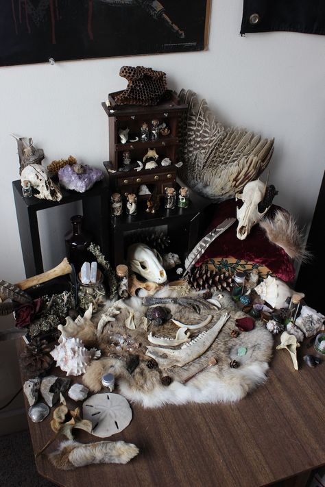 Oddities Decor, Animal Skeletons, Lps Pets, Animal Teeth, Vulture Culture, Bone Crafts, Witch Diy, Fantasy Art Dolls, Animal Bones