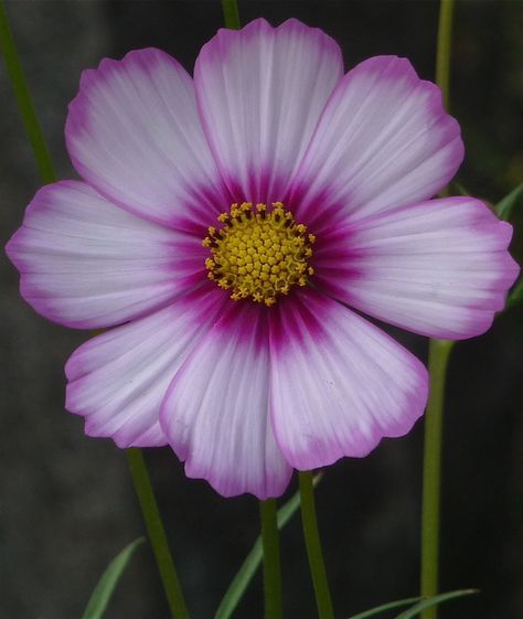 Cosmos Flower Photography, Cosmo Flower, Flower Photography Art, 200k Views, Plant Fungus, Beautiful Flowers Photography, Cosmos Flowers, Floral Photography, Botanical Flowers