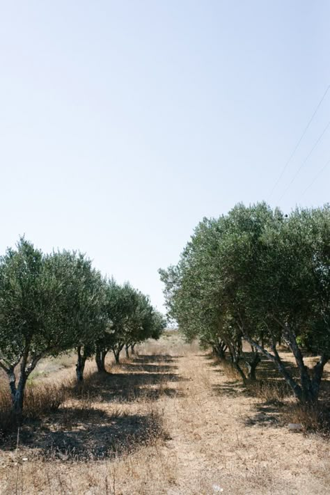 Olive Grove in Kos Island Greece | photography by  http://www.elisabettamarzetti.com/ Olive Tree Care, Backyard Lazy River, Growing Olive Trees, Dream Garden Backyards, Kos Island, Modern Water Feature, Pools For Small Yards, Front Lawn Landscaping, River Rock Garden