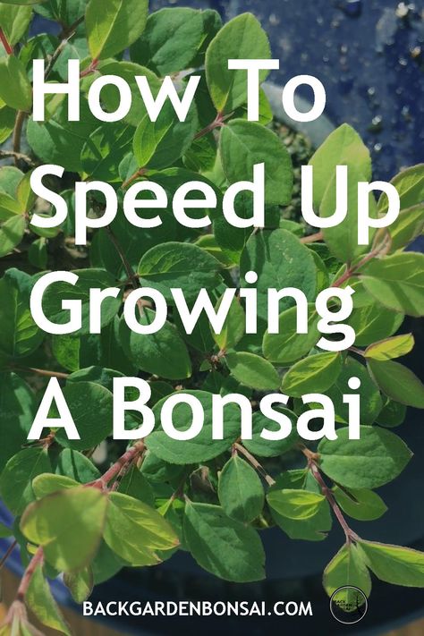 bonsai Wisteria Bonsai, Bonsai Fruit Tree, Bonsai Making, Bonsai Diy, Bonsai Pruning, Jade Bonsai, Bonsai Forest, Garden Bonsai, Bonsai Tree Types