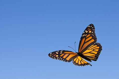 Monarch butterflies are well known for their long distance migration to Mexico. How much do you know about the monarch migration? Monarch Butterfly Meaning, Monarch Butterflies Photography, Monarch Butterfly Migration, Butterfly Facts, Butterfly Meaning, Monarch Butterfly Tattoo, Butterfly Migration, Butterfly Flying, Butterfly Makeup