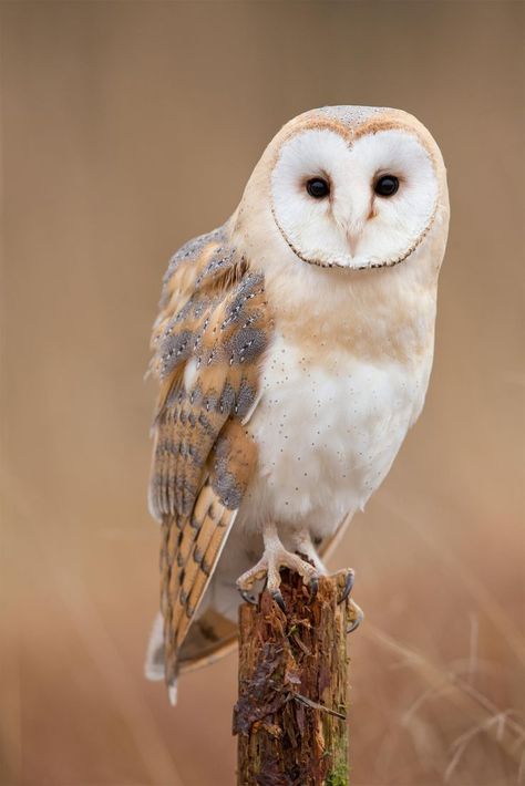 Owl Photos, Owl Pictures, Beautiful Owl, Owl Tattoo, Owl Bird, Baby Owls, Owl Art, Wildlife Animals, Barn Owl