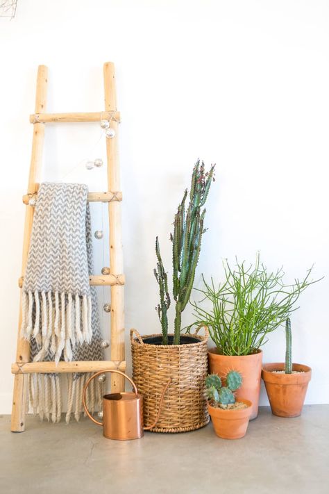 Pencil Cactus Care - How to Grow & Maintain Pencil Cactus Plants | Apartment Therapy Leaning Ladder Decor, Joshua Tree House, Deco Studio, Stylish Nursery, House Apartment, Target Home Decor, Blanket Ladder, Ideas Hogar, White Modern Kitchen