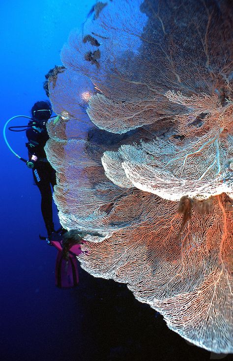 Coral fan, by Gunther Deichmann Fan Coral, Sea Fan, Life Under The Sea, Beneath The Sea, Coral Art, Beautiful Sea Creatures, Underwater Life, Water Life, Deep Blue Sea