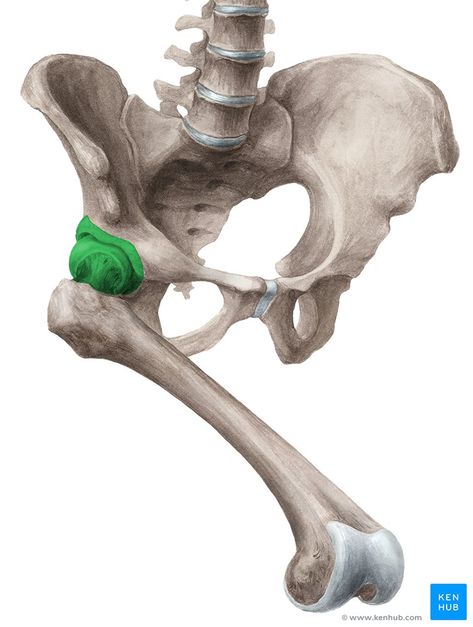 Hip Muscles Anatomy, Iliopsoas Bursitis, Hip Anatomy, Thoracic Vertebrae, Human Anatomy For Artists, Piriformis Muscle, Pelvic Bone, Hip Bone, Skeleton Drawings