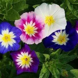 Heirloom Flower Seeds | 400+ Varieties by the Packet or in Bulk | Eden Brothers Morning Glory Seeds, Morning Glory Flowers, Blue And White Flowers, Garden Vines, Butterfly Bush, How To Attract Hummingbirds, Heirloom Seeds, Fall Plants, Bulb Flowers