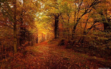 Desktop Wallpaper Fall, Autumn Wallpapers, Cool Backgrounds For Iphone, Autumn Wallpaper, Western Wallpaper Iphone, Golden Autumn, Time Pictures, Forest Path, Sukkot