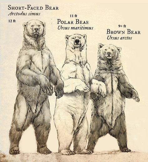 Relative sizes of the extinct short-faced bear, polar bear, and brown bear. Museum Signage, Short Faced Bear, Bear Drawing, Ancient Animals, Paleo Art, Extinct Animals, Natural History Museum, Dinosaur Art, Prehistoric Creatures