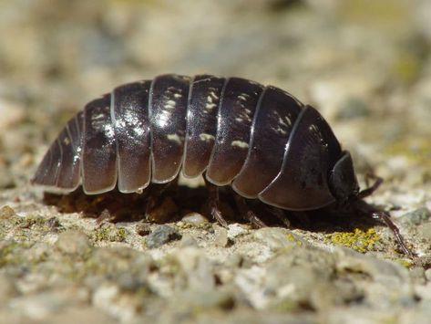 Hawaii's Potato Bugs | Aloha Pest Solutions Kauai, Big Island, Maui Potato Bugs, Woodlice, Pill Bug, Good Environment, A Bug, Crustaceans, Animal Facts, Reptiles And Amphibians, Organic Matter