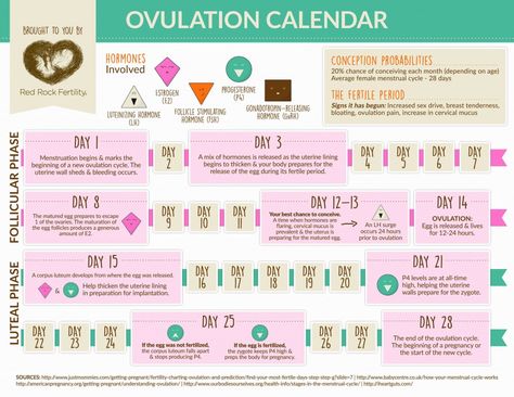 graphic ovulation calendar to help you easily understand ovulation How To Track Ovulation Cycle, Cycle Infographic, Ovulation Pain, Ovulation Calendar, Menstruation Cycle, Ovulation Cycle, Ovulation Tracking, Health Infographics, Pregnancy Calculator