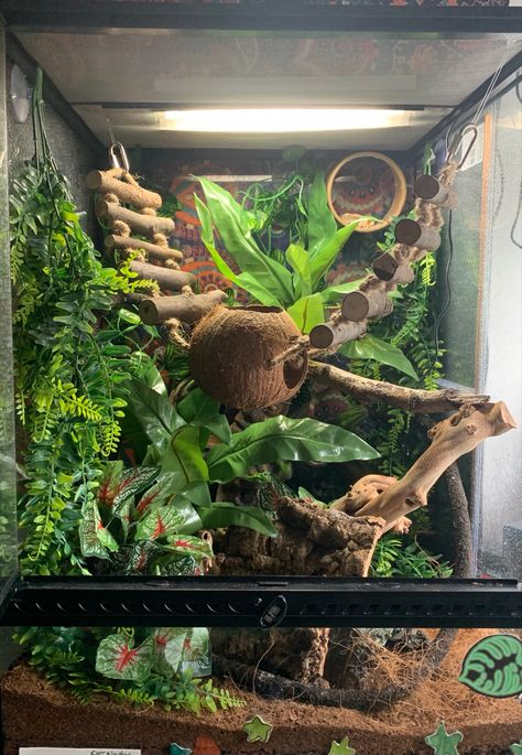 Crested Gecko Habitat Terrariums, Crested Geckos Habitat, Aesthetic Gecko Tank, Cute Reptile Enclosure, Hexagon Crested Gecko Terrarium, Giant Day Gecko Terrarium, Cute Crested Gecko Tank Ideas, Leaped Gecko Tank Set Up, Lizard Enclosure Ideas