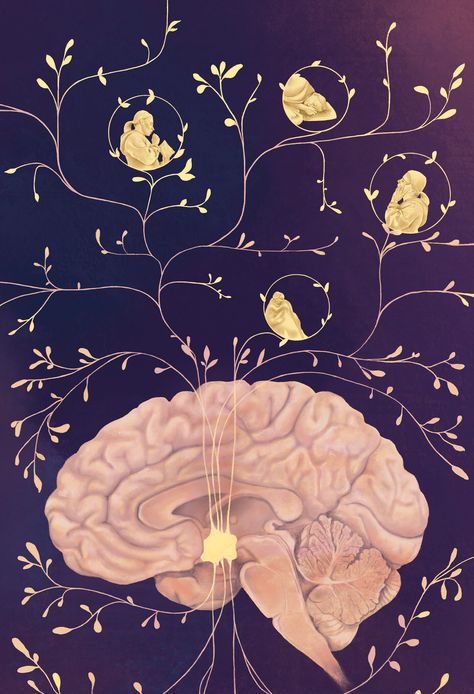 The journal Science has published a series of review articles regarding the outsized role that the hypothalamus plays in human behavior—regulating hunger pangs, sleep cycles and social interactions, the almond-sized brain structure located between the pituitary gland and the thalamus on top of the brain stem has been found to play the role of master switchboard for a wide variety of brain activities. Ventral Tegmental Area, Journal Science, Hunger Pangs, Neural Connections, Brain Structure, Stages Of Sleep, University Of Calgary, Brain Stem, Pituitary Gland