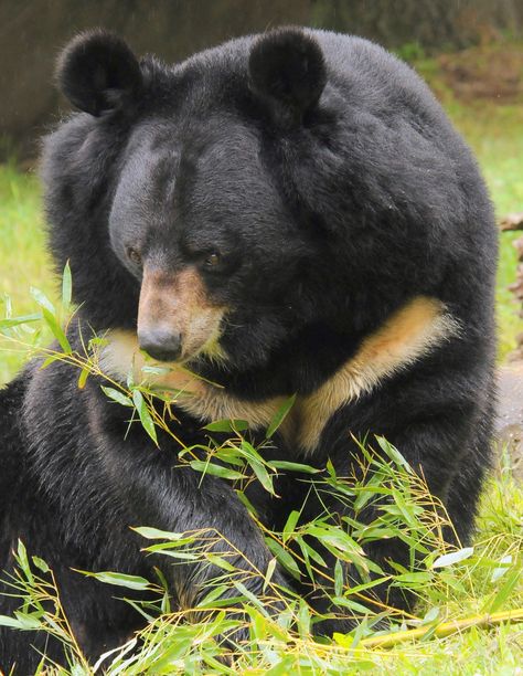 Asian Black Bear, Asiatic Black Bear, Spectacled Bear, The Great Mouse Detective, Moon Bear, Thailand Elephants, Wild Animals Photography, Sloth Bear, Animals Photography