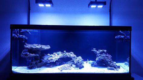 Show me your 75 gallon aquascapes | REEF2REEF Saltwater and Reef Aquarium Forum 75 Gallon Aquascape, Reef Tank Aquascaping, 75 Gallon Aquarium, Reef Tanks, Aquarium Ideas, Rock Sculpture, Aquascape Aquarium, Saltwater Tank, Marine Aquarium