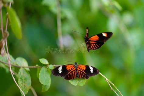 Interacting Postman butterflies. Fragile beauty in nature. Heliconius melpomene stock photography Postman Butterfly, Vector Mountain, Fragile Beauty, Beauty In Nature, Quality Photo, In Nature, Stock Photography, Natural Beauty, Butterflies