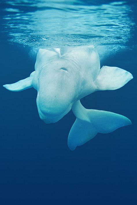 15 Stunning Photos of Marine Animals That Will Make You Want to Fight for the Oceans Great Whale, Sea Mammal, White Whale, Beluga Whale, Underwater Creatures, Water Life, Under Water, Great White Shark, Ocean Creatures