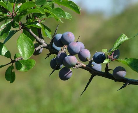 Blackthorn Tree, Sloe Berries, Goth Cottage, Black Berries, Photo C, Peach Trees, Rose Family, Fruit Tree, Flower Fairies