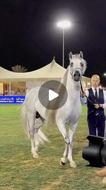 RAWDHA.GRAPHICS ♥️🦌 on Instagram‎: "🇸🇦🍃SULTAN AL TINHAT🤍🔥  Owned by @alrajhiat   🎩With the Stylish & Elegant international handler 👑 PAWEL KOSIKOWSKI 👑🎩  Video by @aasheg_alnaifaat 👑  EDITED BY @Rawdha.0🦌♥️ If you repost make sure ro taq me #horses #arabianhorses #الخيل #stallion"‎ Cai Arabi, Stallion Horses, Arabian Stallions, Beautiful Arabian Horses, Horse Videos, Arabian Horses, January 27, Arabian Horse, Beautiful Horses