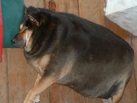 Fat Animals, Fat Dog, Fat Dogs, Only In America, Poor Dog, Dog Care Tips, Fat Cats, Happy Dogs, Dog Care