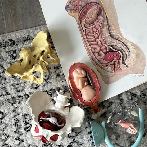 Props! I love being able to use tools to help visual learners! Our classes and workshops encompass many learning styles and for students of all ages! Join our next round of classes and workshops! #sparrowdoulaservices #newbrunswick #postpartum #doula #breastfeeding #anatomy #nbdoulas #birth #saintjohnnb #sussexnb #frederictonnb #education #childbirtheducation Obstetrician Aesthetic, Midwifery Aesthetic, Birth Aesthetic, Doula Aesthetic, Medical Diagrams, Doula Certification, Becoming A Midwife, Antenatal Classes, Midwifery Student