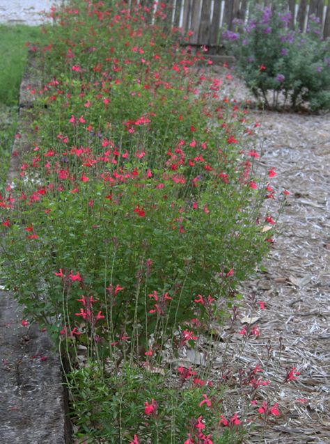 Autumn sage Dry Gardens, Autumn Sage, Rose Journal, Lawn Borders, Texas Plants, Sage Garden, Backyard Lawn, Dry Garden, Garden Plans