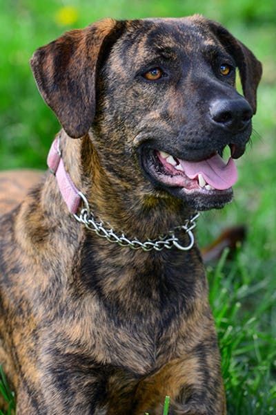 Treeing Tennessee Brindle #brindle #treeingtennessee #wagwalking Plott Hound Puppy, Bull Mastiff Dogs, Brindle Dog, Mastiff Breeds, Plott Hound, Every Dog Breed, Hound Puppies, Huge Dogs, Mastiff Dogs