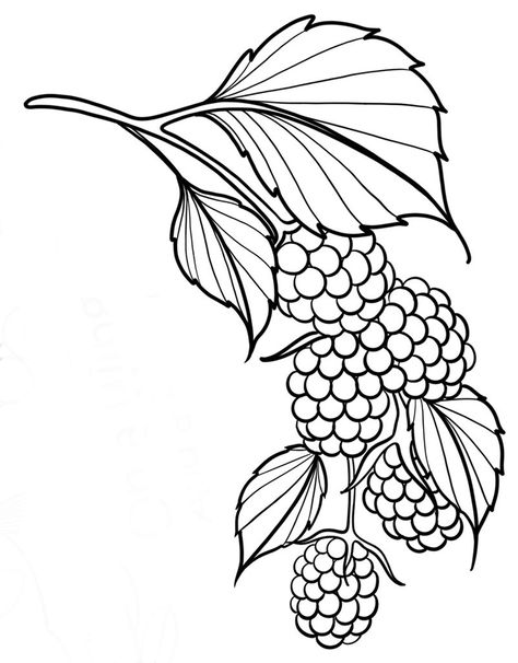 Drawings Of Leaves, Patchwork Stencil Tattoo, Raspberries Drawing, Plant Tattoo Drawing, Blackberry Tattoo Traditional, Drawings Of Fruit, Berries Drawing, Raspberry Bush Tattoo, Raspberry Tattoo