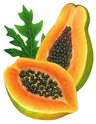 Papaya Art, Gouache Tutorial, Hand Shadows, Realistic Watercolor, Mango Pineapple, Watercolor Tropical, Watercolor Paintings Easy, Pineapple Coconut, Fruit Illustration