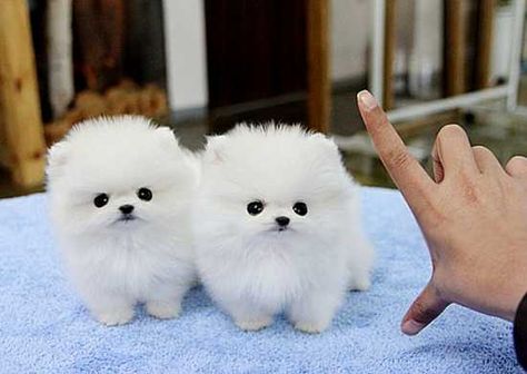 Pomeranian Puppies White Pomeranian Puppies, Pretty Puppies, Baby Pets, Pomeranian Puppy Teacup, White Pomeranian, Pomeranian Puppy For Sale, Elsa Cosplay, Mini Pom, Cute Pomeranian