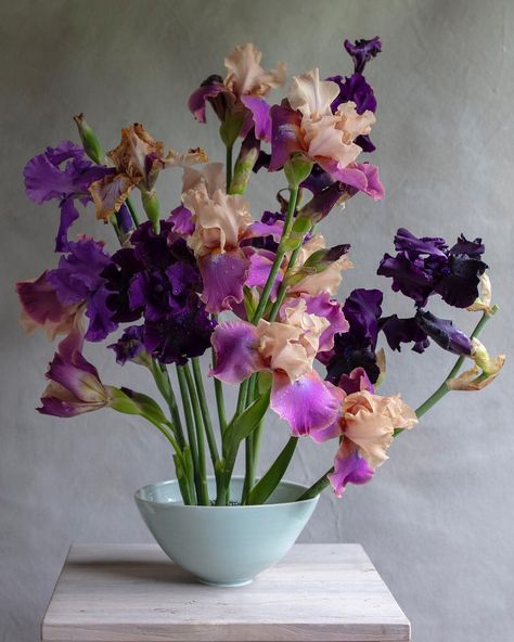 The bearded iris were especially beautiful this year. #beardediris #iris #garden #flowers #dsfloral #porcelain #celadon #handmade… Iris In Vase, Bearded Iris Bouquet, Iris Arrangements, Bearded Iris Garden, Bearded Iris Flowers, Purple Iris Flowers, Iris Wedding, Iris Bouquet, Iris Art