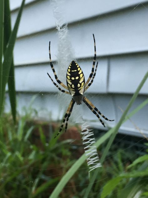 "Banana" Spider The Female Of The Species, Banana Spider, Yellow Spider, Female Of The Species, Garden Spider, Cool Backgrounds Wallpapers, The Spider, School Football, Porch Lighting