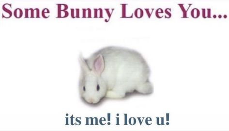 Some Bunny Loves You, I Love U, I Love My Girlfriend, Mia 3, Love My Boyfriend, Cute Memes, Wholesome Memes, Love U, What’s Going On