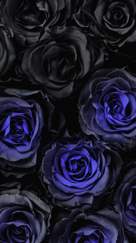 Wallpaper Black Roses Background, Police Wallpaper Iphone, Pretty Wallpaper Iphone Dark, Pink Wallpaper Heart, Black Roses Wallpaper, Blue Roses Wallpaper, Ocean Wallpaper, Iphone Wallpaper Photos, Flower Phone Wallpaper