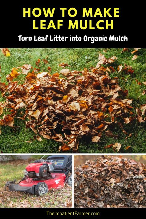 How To Compost Leaves, How To Mulch Leaves, How To Make Mulch, Leaf Mold Compost, Leaf Composting, Diy Mulch, Electroculture Gardening, Leaf Compost, Making Compost