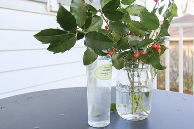 Drying Techniques for Holly Berry Bushes. If you're growing holly primarily for decking the halls, the American holly (Ilex opaca) is often the tree of choice. American holly, a tree, grows best in U.S. Department of Agriculture plant hardiness zones 5 through 9. For a more shrubby holly that grows in the same USDA zones, opt for a hybrid, such as... Preserving Leaves, Preserve Leaves, Blue Spring Flowers, Preserving Flowers, Preserve Flowers, Holly Decorations, Berry Bushes, Best Flowers, Magnolia Leaves