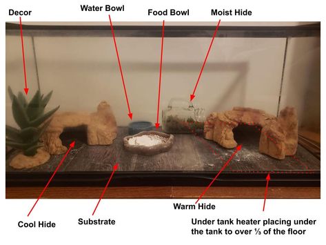 Leopard Gecko Cage, Leopard Gecko Setup, Leopard Gecko Hide, Gecko Cage, Gecko Enclosure, Leopard Gecko Cute, Leopard Gecko Habitat, Leopard Gecko Tank, Leopard Gecko Care