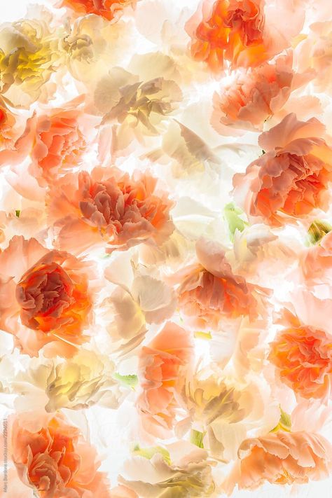 Carnation flowers by Marc Bordons  - Stocksy United #stock #stockphoto #spring #flowers #background #texture Spring Screensavers, Anime Houses, Spring Flowers Background, Carnation Flowers, Mandala Wallpaper, Orange Texture, Wallpaper Iphone Summer, Flower Texture, Instagram Background