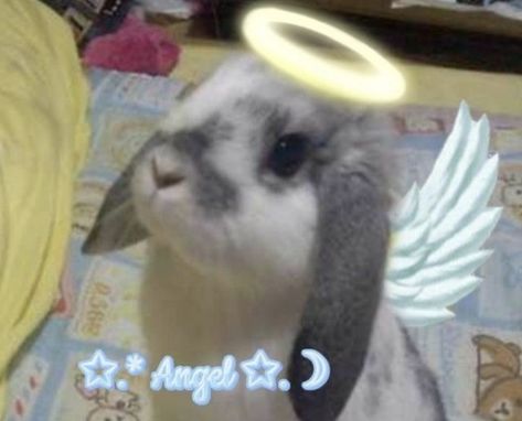 Bunny Aesthetic, A Bunny, An Angel, Halo, Angel