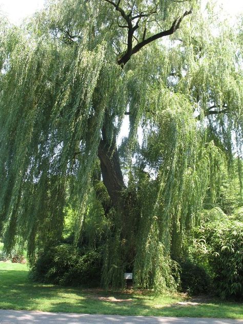 White Willow Tree, Tree Ogham, Angel Oak Trees, Cramp Relief, Willow Tree Wedding, Weeping Willow Tree, Pine Tree Tattoo, White Willow, Old Oak Tree