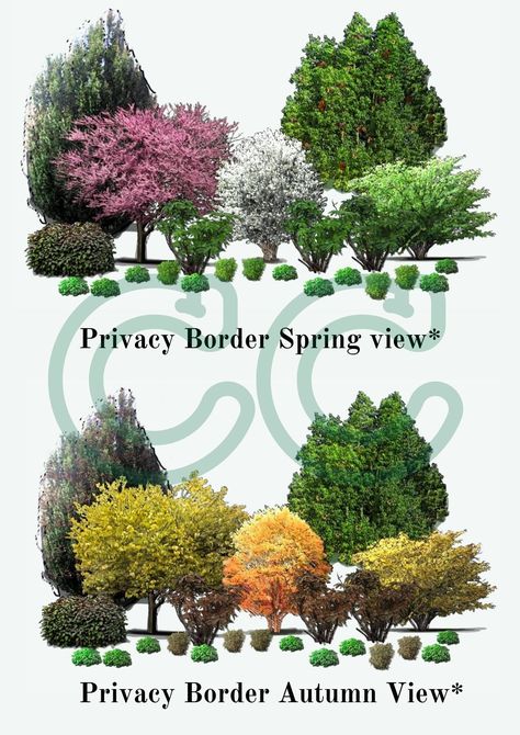 This plan is specially designed to give you a low-maintenance privacy border for your property using productive plants that are native to the Midwest and Eastern US. The Juglone Tolerant Privacy Border & Forest Garden plan is a unique combination of nine different species of trees, shrubs, herbaceous plants, and ground cover hardy to Zone 4 to help you increase the biodiversity of your property. The plants in this design were specially selected to thrive in areas with established juglone-secreting plants, such as Black Walnut Trees, Pecan Trees, and Buckthorn. This garden will provide you with fruits and nuts and will provide shelter and sustenance for the native wildlife in your area.  What you get: - 5 PDF pages (free of watermarks and concealment) - Views of the garden in Spring and Aut Forest Landscape Design, Landscape Design Garden, Front Garden Landscape, Privacy Landscaping, Garden Plan, Food Forest, Forest Garden, Home Landscaping, Garden Landscape Design