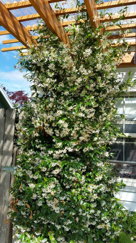 Star Jasmine (trachelospermum jasminoides) beautiful Evergreen Vine, very fragrant star shaped white flowers. Flowers all summer long at my house in the Pacific Northwest. Vines Ideas, Patio Chico, Gardening Shed, Trachelospermum Jasminoides, Shed Garden, Pagoda Garden, Evergreen Vines, Jasmine Plant, Star Jasmine