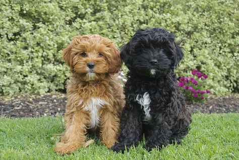 Cavapoo Black, Cavapoo Full Grown, Black Cavapoo, Toy Cavoodle, Poodle Puppy Standard, Cavapoo Puppies, Havanese Dogs, Cute Dog Pictures, Doodle Dog