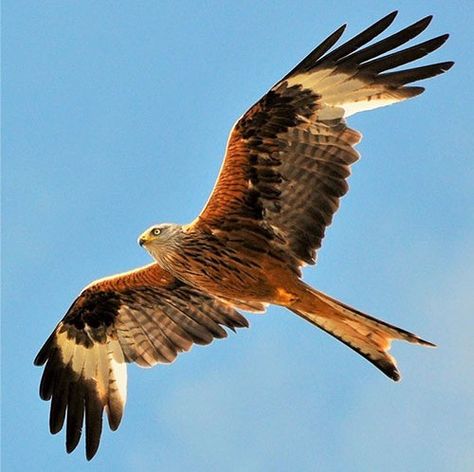 Red Kite Bird, Kite Bird, Red Kite Tattoo, Cool Pictures Of Animals, Kite Tattoo, Bird Of Prey Tattoo, Bird Line Drawing, Vogel Tattoo, Red Kite