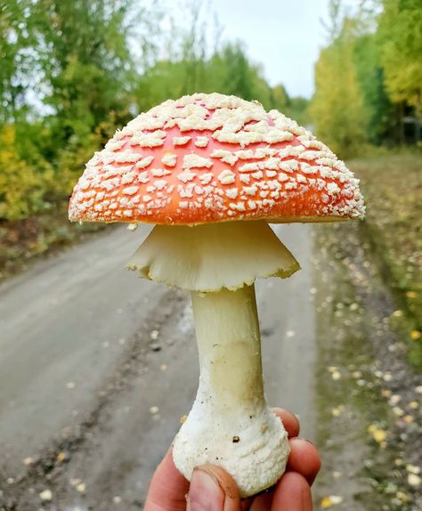 Mushroom Tincture, Mushroom 3d, Fly Agaric Mushroom, Tumblr Food, Cottagecore Mushroom, Amanita Muscaria, Fly Agaric, Arctic Circle, Health Benefits