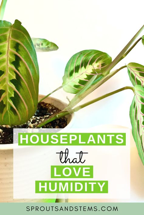 Humidity is extremely important for a lot of houseplants! Check out this list of different plants that love humidity so that you can be sure to provide your plants with what they need | houseplant humidity, houseplant humidity tray, humidity tray, houseplant humidifier Humidity Plants, Plants That Need Humidity, Plants That Like Humidity, Plants That Love Humidity, High Humidity Plants, Low Humidity House Plants, Plants Humidity, Increase Humidity For Plants, Humidity Loving Houseplants