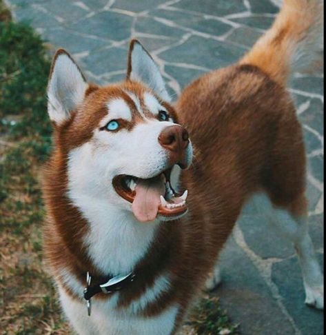 Red Siberian Husky, Loyal Dog Breeds, Red Husky, Cute Husky Puppies, Cute Husky, Siberian Husky Dog, Cute Dog Photos, Pretty Dogs, Husky Puppy